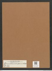 Coscinodiscus reniformis Castr. (de-Toni-Nr.: Genus 202, Species 5033) Zeichnungen Sammlung Grunow Mappe 04833 (Herbarium_W_Grunow_drawings_Folder_04833)